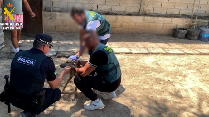 La Guardia Civil detiene a 4 personas acusadas del robo de ocho galgos de competición